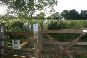 Cattle Cramer Gutter field 5th July 2010