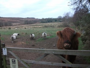 Cattle at the gate 3rd April 2012