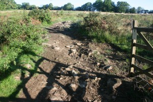 Leading into Cramer Gutter Reserve, evidence of a track